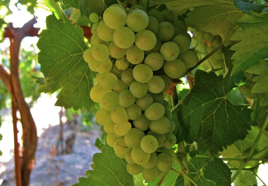 Green Heirloom Grape Seeds - Non GMO - Sweet Fruit - Tampa Home & Garden Store