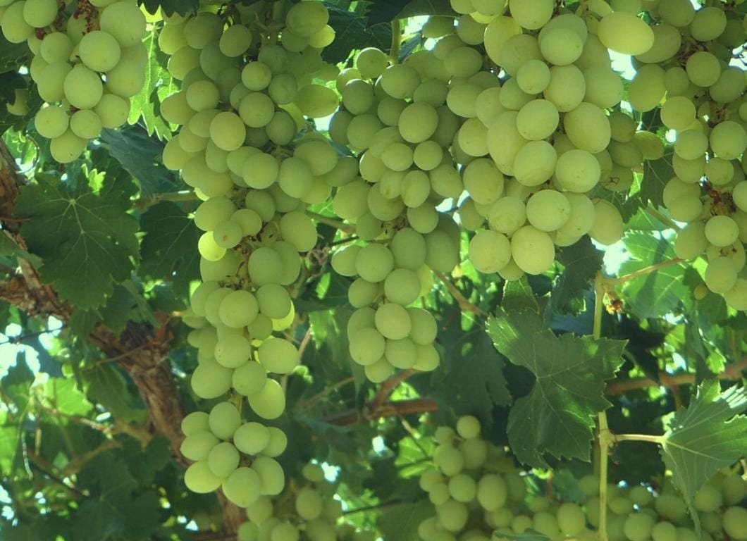 Green Heirloom Grape Seeds - Non GMO - Sweet Fruit - Tampa Home & Garden Store