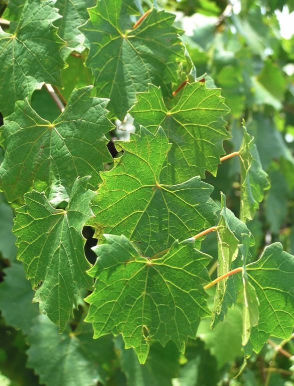 Green Heirloom Grape Seeds - Non GMO - Sweet Fruit - Tampa Home & Garden Store
