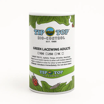 Green Lacewing Adults - Tampa Home & Garden Store
