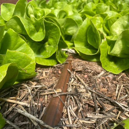 Greenhouse Drip Irrigation System | Customizable - Tampa soil911.com