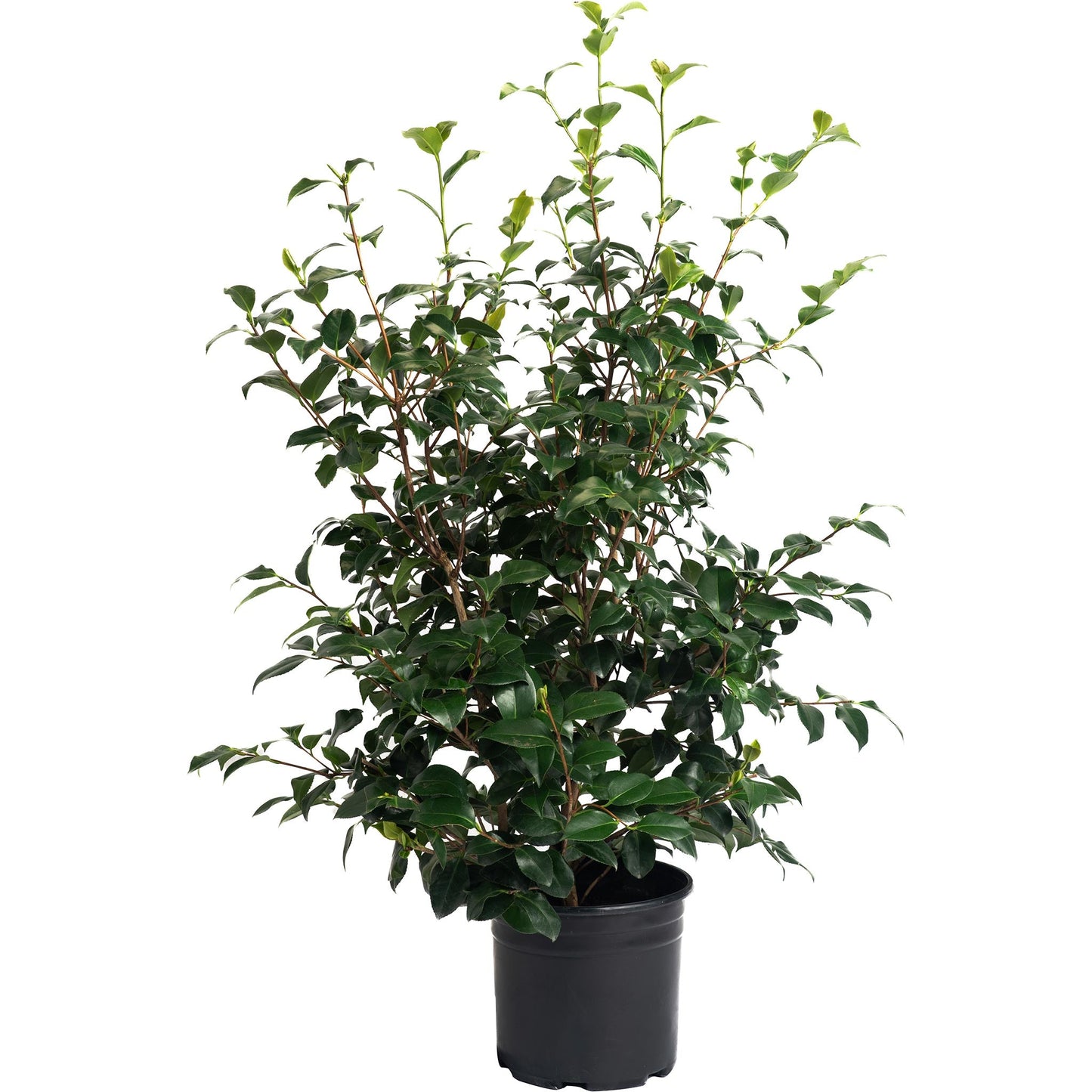 Greensboro Red Camellia plant in black pot with glossy evergreen leaves on Tampa Home & Garden Store