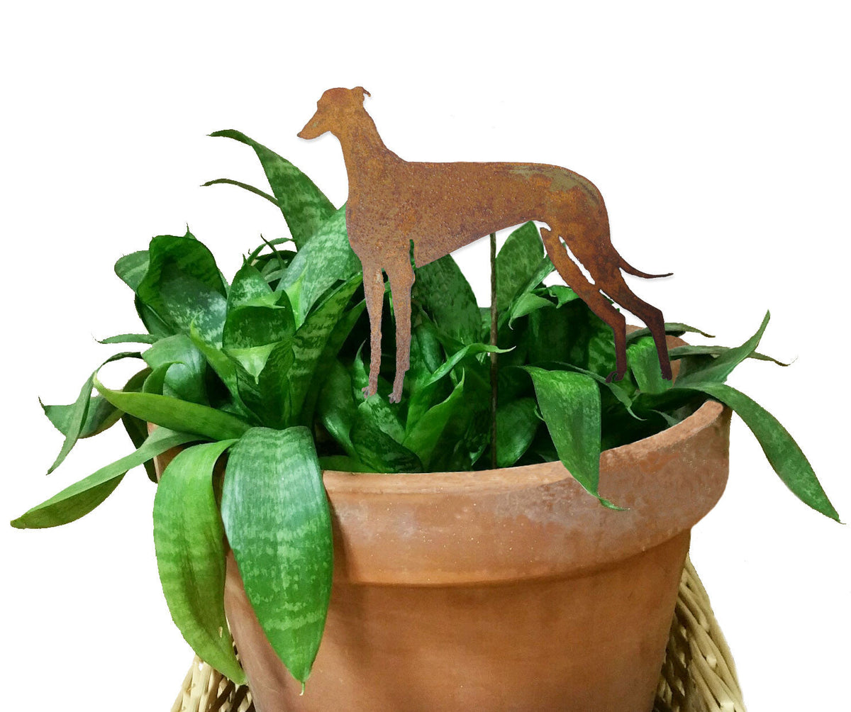 Greyhound plant stake rusted metal silhouette in a terracotta pot with green snake plant leaves on Tampa Home & Garden Store