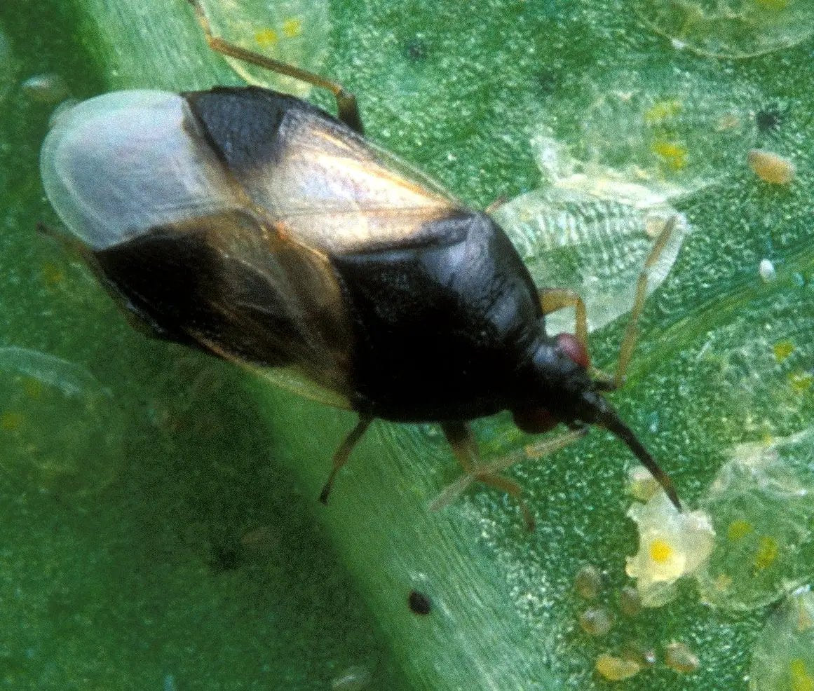 Orius Insidiosus Predatory Thrips Control