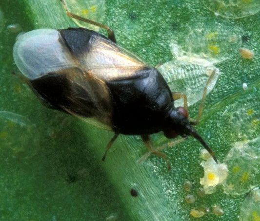 GrowersHouse Orius insidiosus thrips predator on leaf, small black insect with translucent wings on Tampa Home & Garden Store