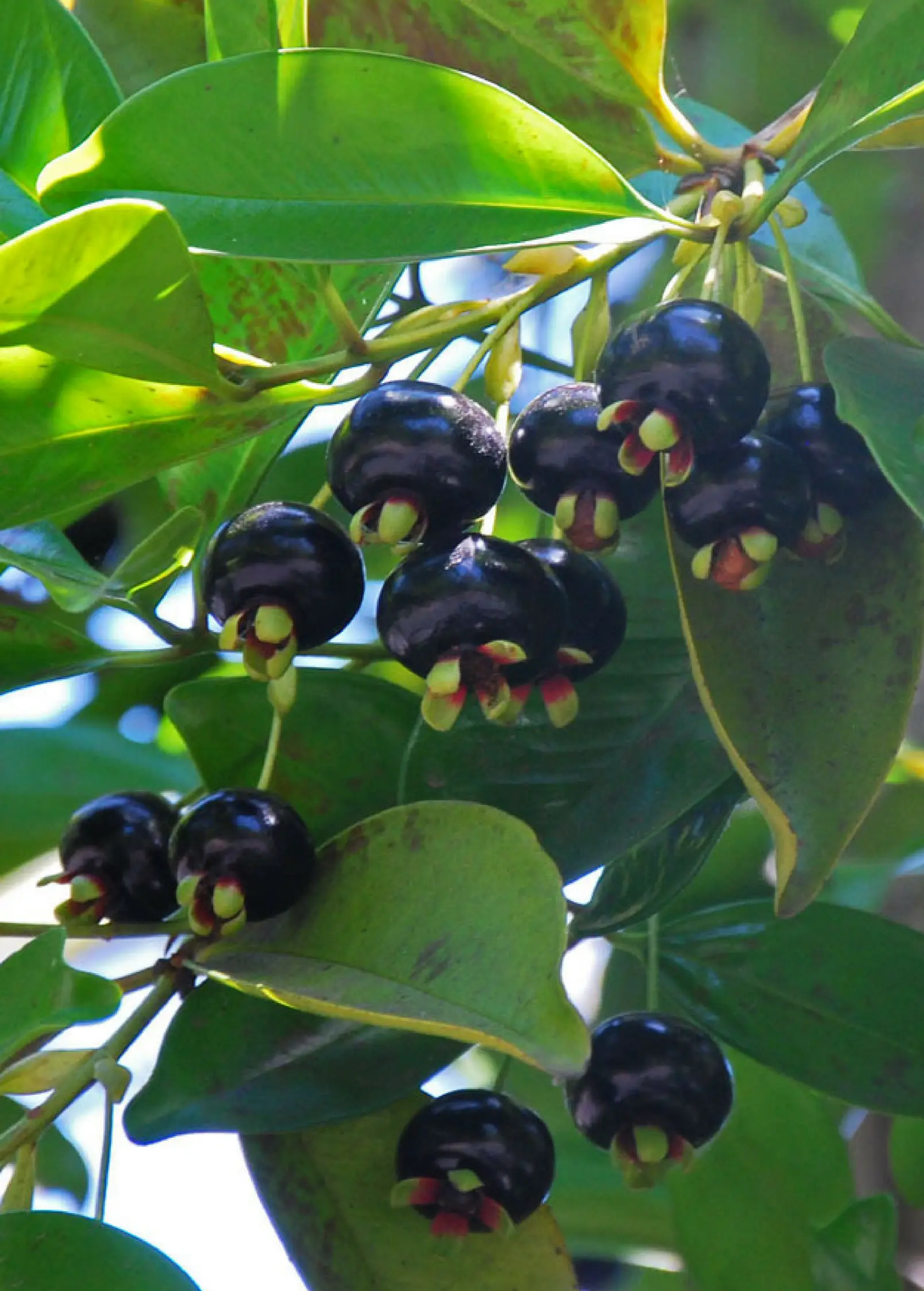 Grumichama (Eugenia brasiliensis) - Tampa Home & Garden Store