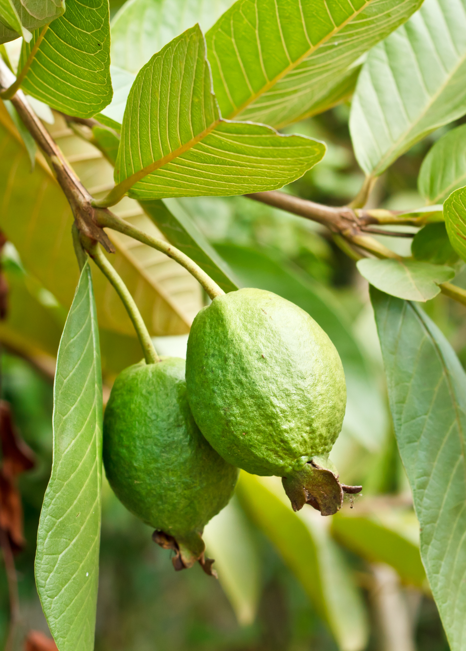 Guava 'Ruby Supreme' (Psidium guajava) - Tampa Home & Garden Store
