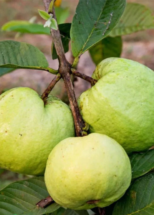 Guava 'Thai White' (Psidium guajava) - Tampa Home & Garden Store
