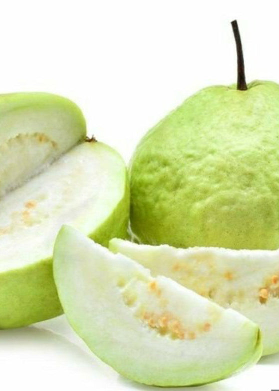 Guava 'Thai White' (Psidium guajava) - Tampa Home & Garden Store