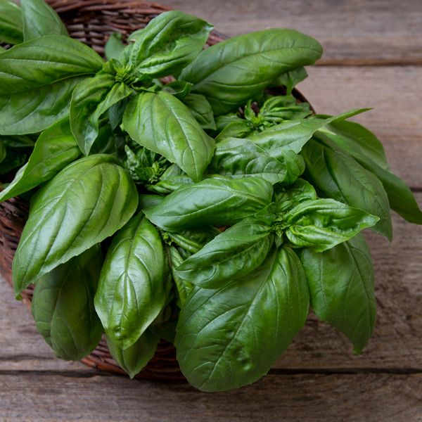 Gustoso Basil fresh green leaves in a wicker basket on wooden table on Tampa Home & Garden Store