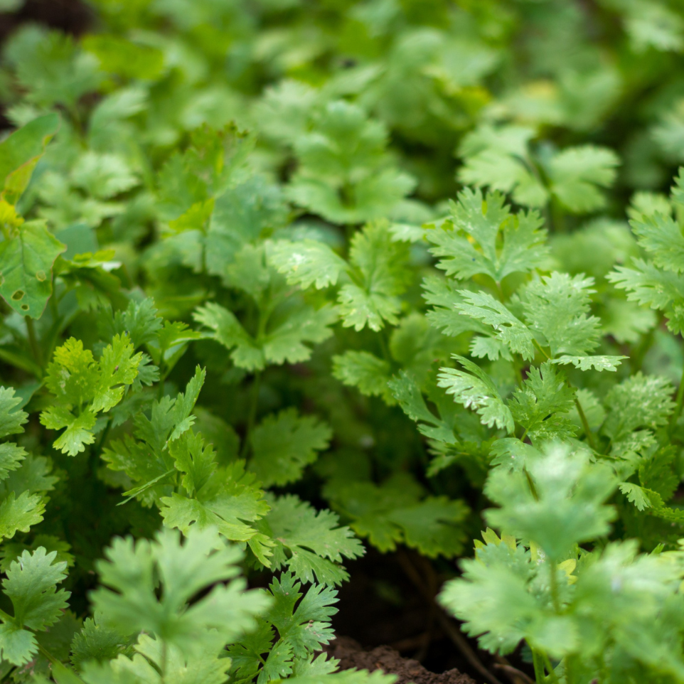 Slow Bolt Cilantro seeds with lush green, finely divided leaves on Tampa Home & Garden Store