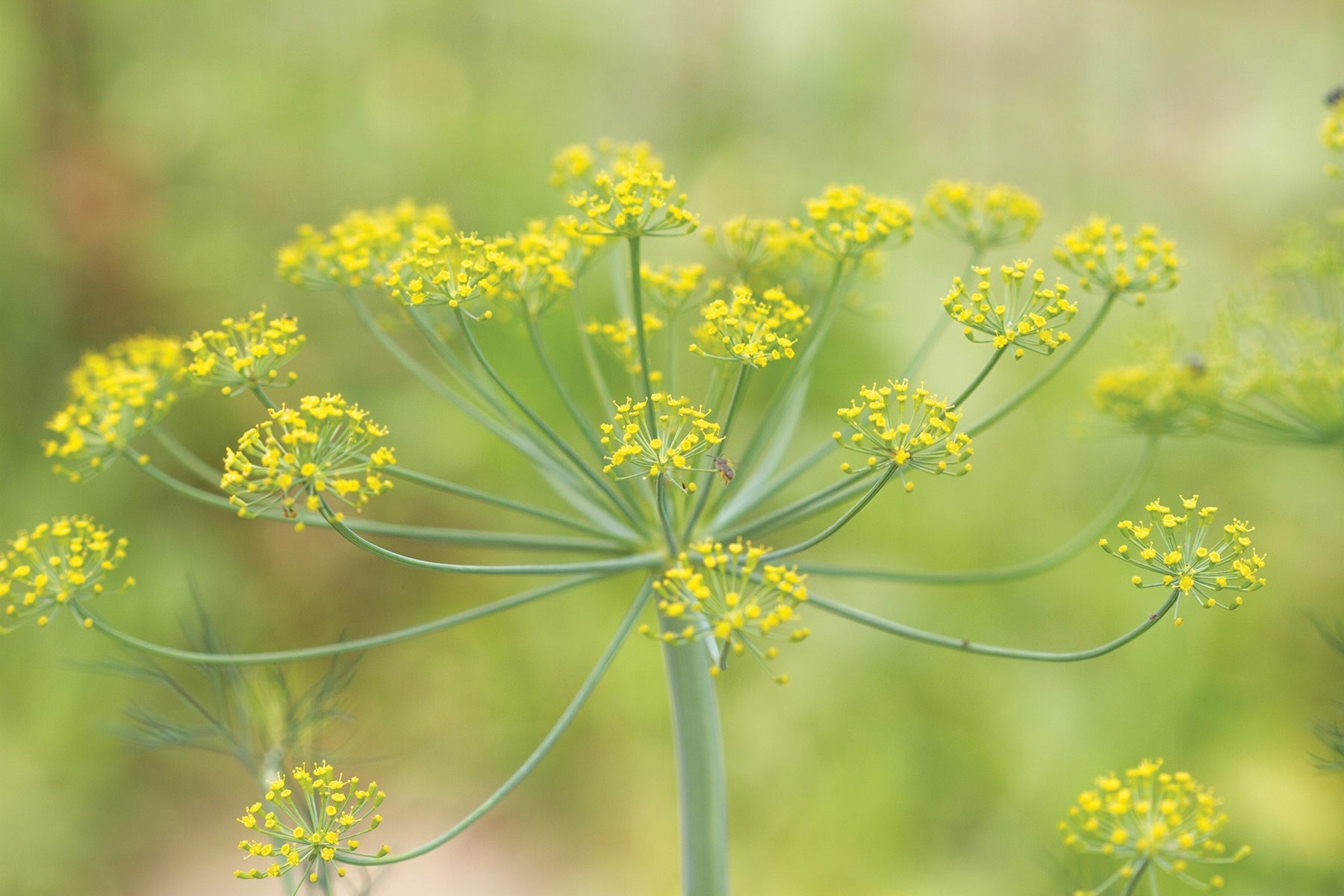 Bouquet Dill seeds from Seedtime Store, yellow dill flower umbels on green stems on Tampa Home & Garden Store