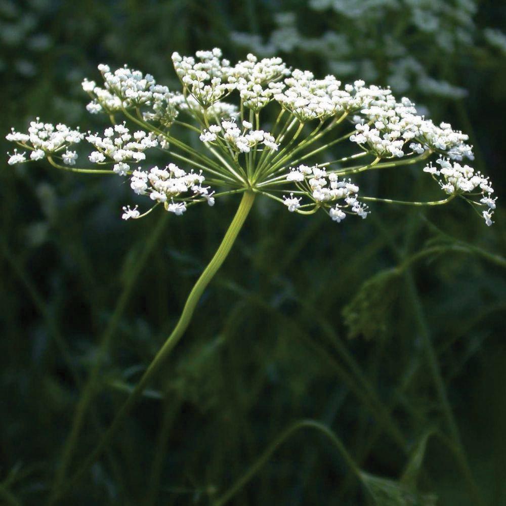 Anise seeds plant with white umbrella-like flower clusters on green stems on Tampa Home & Garden Store