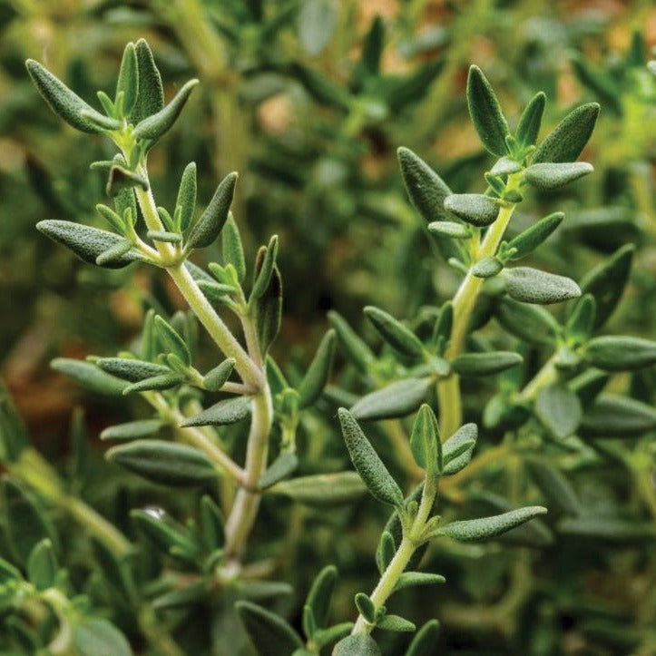 Common English Thyme seeds close-up on green, fuzzy thyme stems Seedtime Store on Tampa Home & Garden Store