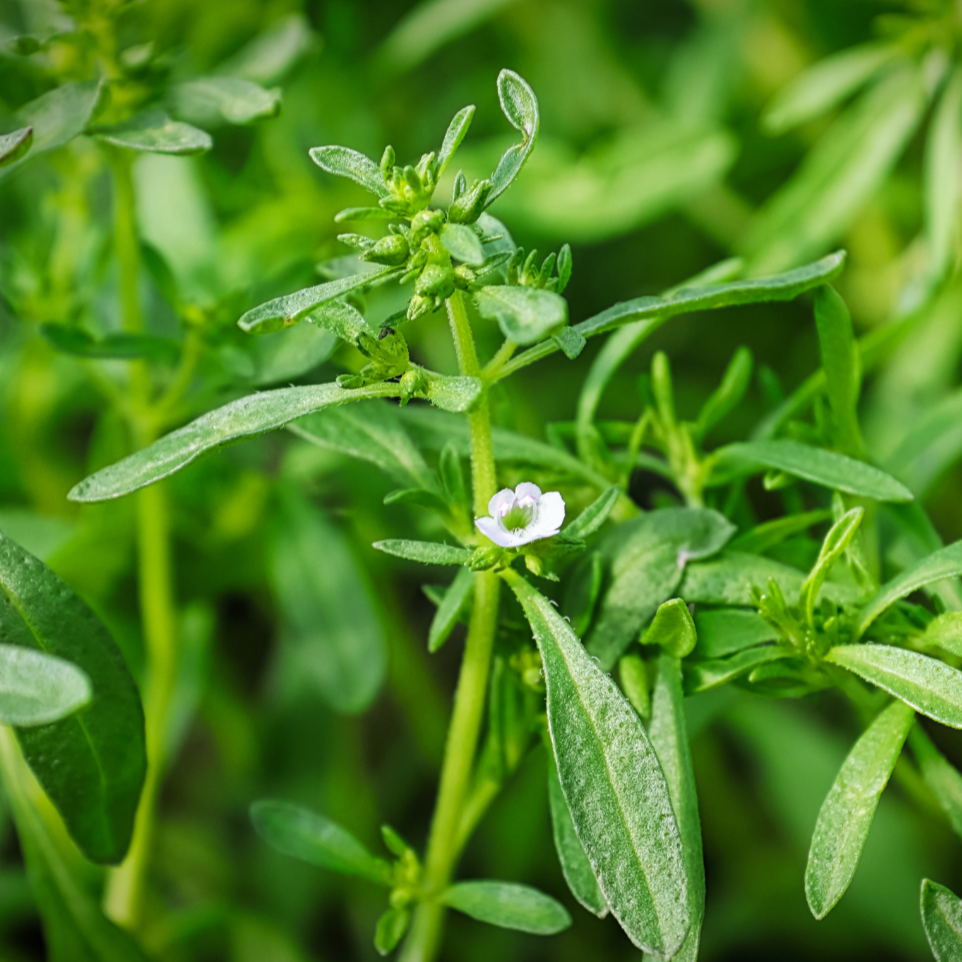 Summer Savory seeds plant with slender green leaves and tiny white flowers Seedtime Store on Tampa Home & Garden Store