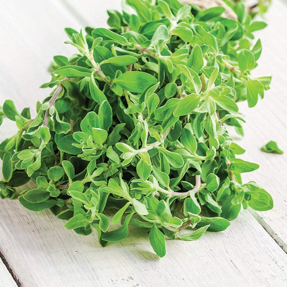 Sweet Marjoram seeds green herb bundle Seedtime Store on Tampa Home & Garden Store