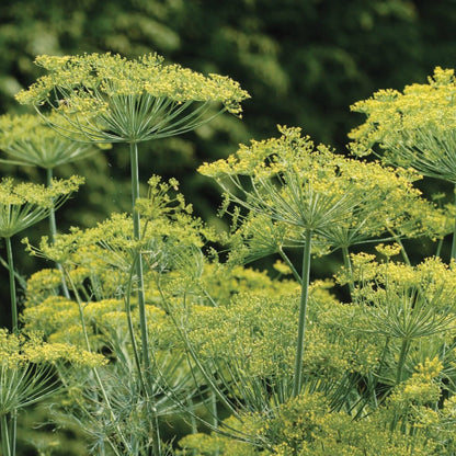 Bouquet Dill seeds plant with yellow umbel flowers on tall green stems on Tampa Home & Garden Store
