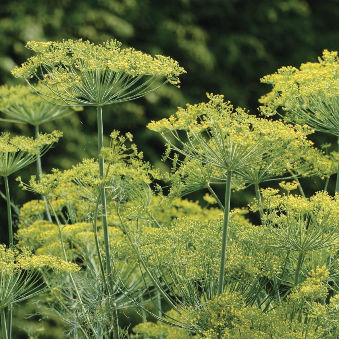 Bouquet Dill seeds plant with yellow umbrella flowers on tall green stems on Tampa Home & Garden Store