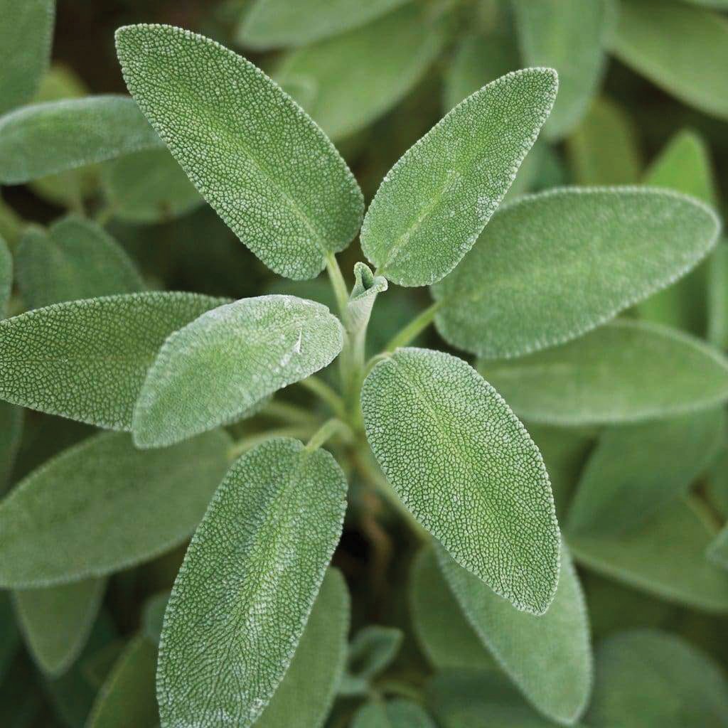 Broad Leaved Sage seeds close-up of velvety green leaves Seedtime Store on Tampa Home & Garden Store