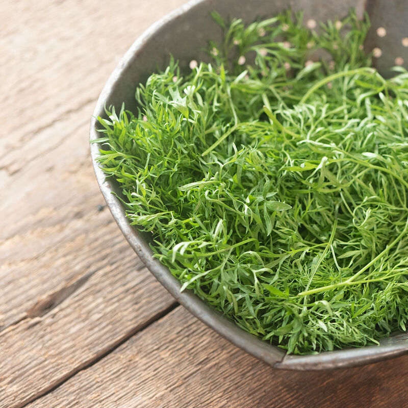 Confetti Cilantro seeds fresh green cilantro greens in a metal bowl on a wooden table on Tampa Home & Garden Store