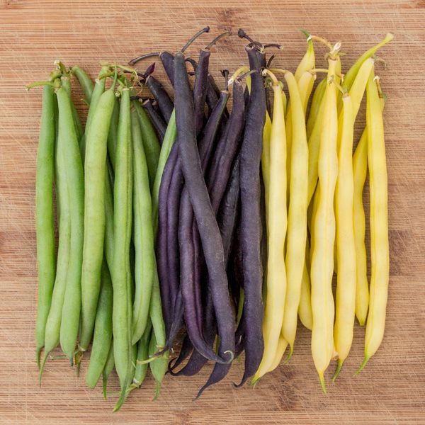 Mardi Gras bean blend seeds in green, purple, and yellow varieties from Seedtime Store on Tampa Home & Garden Store