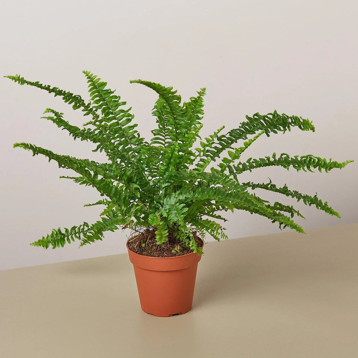 Jester's Crown Fern indoor plant with lush fronds in a terracotta pot Rooted Treasures Farms on Tampa Home & Garden Store