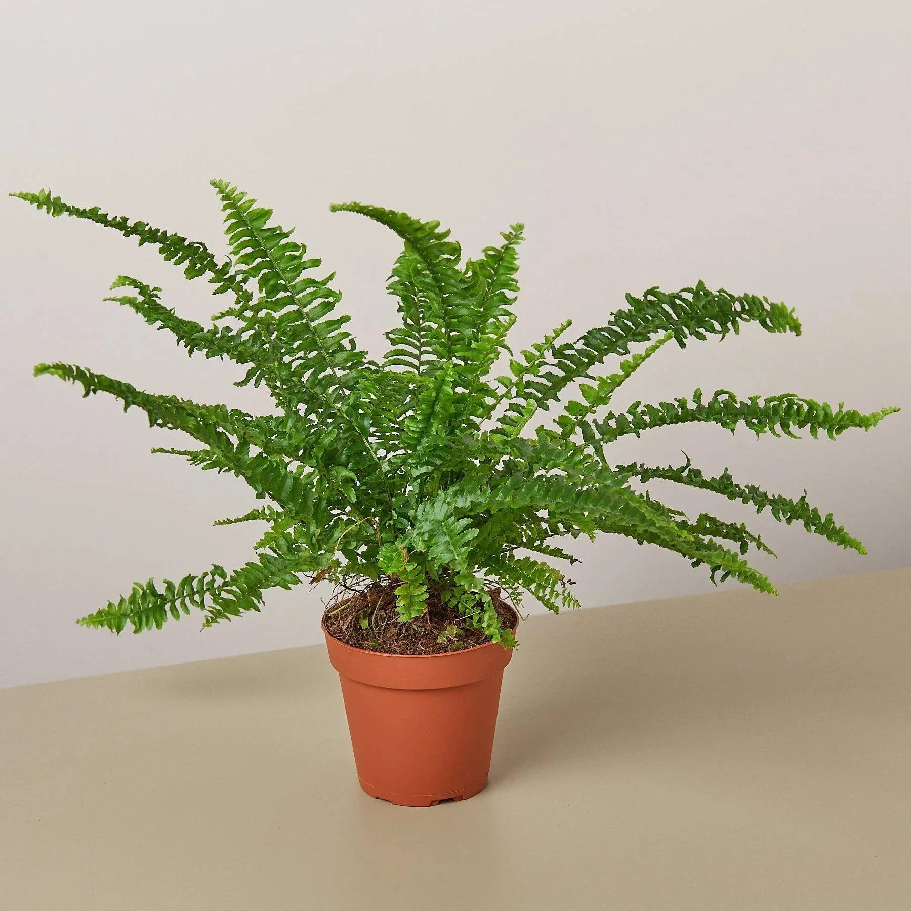 Jester's Crown Fern indoor plant by House Plant Shop in a terracotta pot with green fronds on Tampa Home & Garden Store