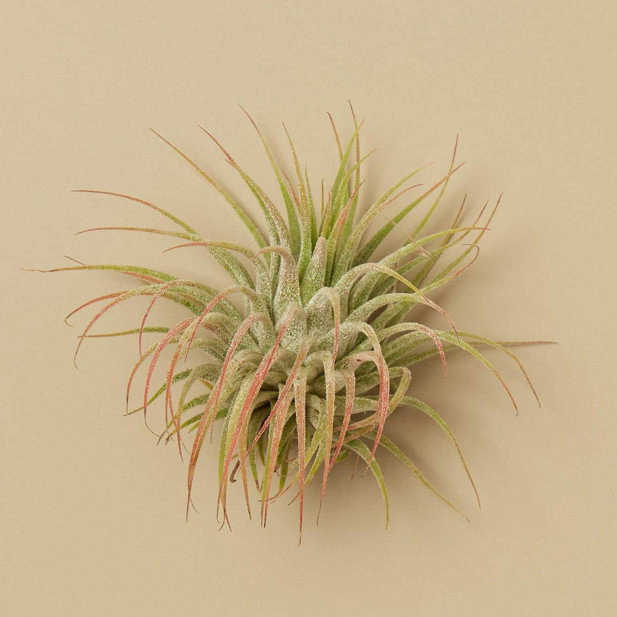 3 Ionantha Guatemala air plants, 2-inch, green frosted leaves with pink tips on Tampa Home & Garden Store