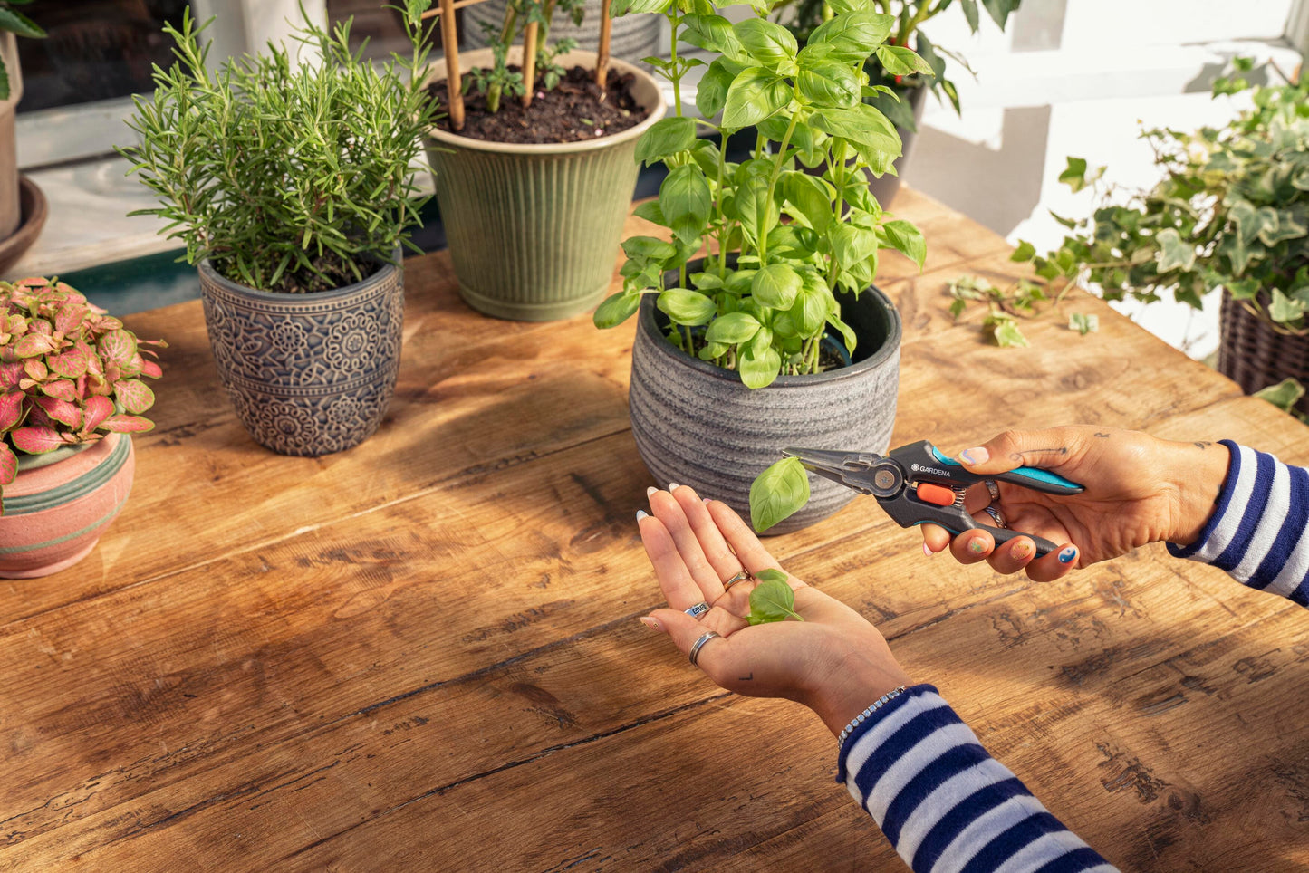 Gardena GripCut Scissors turquoise ergonomic handles trimming herb leaves on wood table on Tampa Home & Garden Store