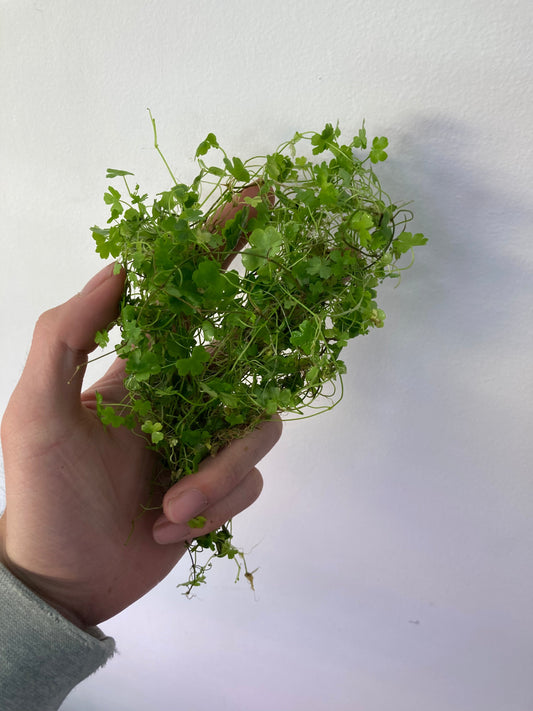 Hydrocotyle Tripartita Japan - Tampa Home & Garden Store