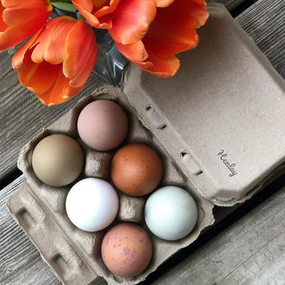 Half Dozen Egg Cartons - Henlay Blank Flat Top, Six Pack, 2 colors, 20 or 100 - Tampa Home & Garden Store