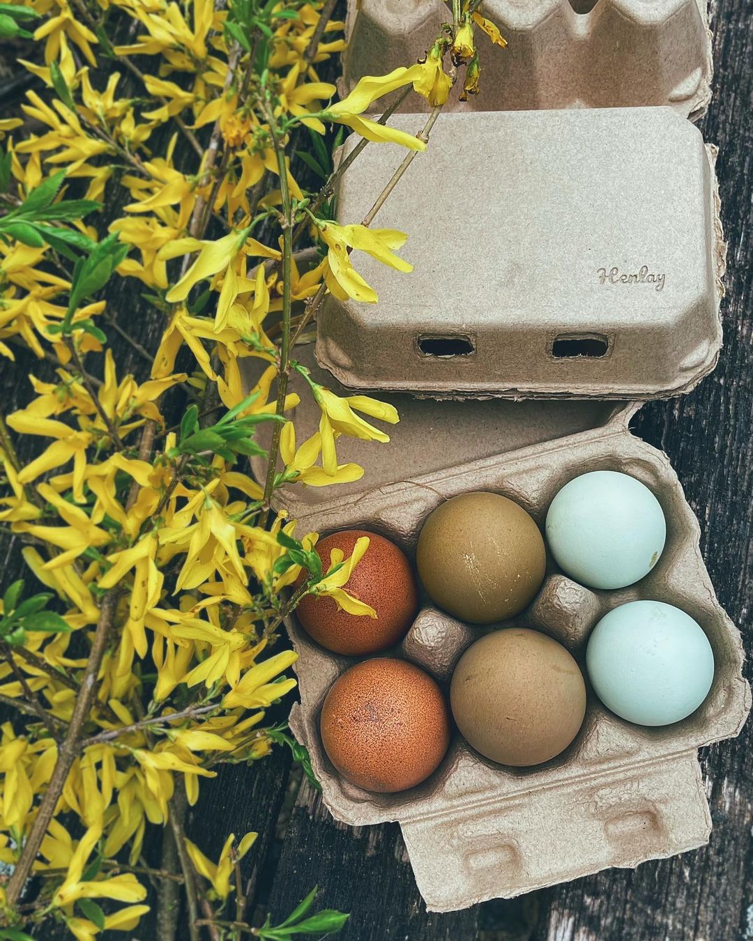 Half Dozen Egg Cartons - Henlay Blank Flat Top, Six Pack, 2 colors, 20 or 100 - Tampa Home & Garden Store