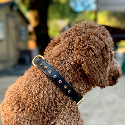 Halter Ego® Black Leather Safari Dog Collar - Tampa Home & Garden Store