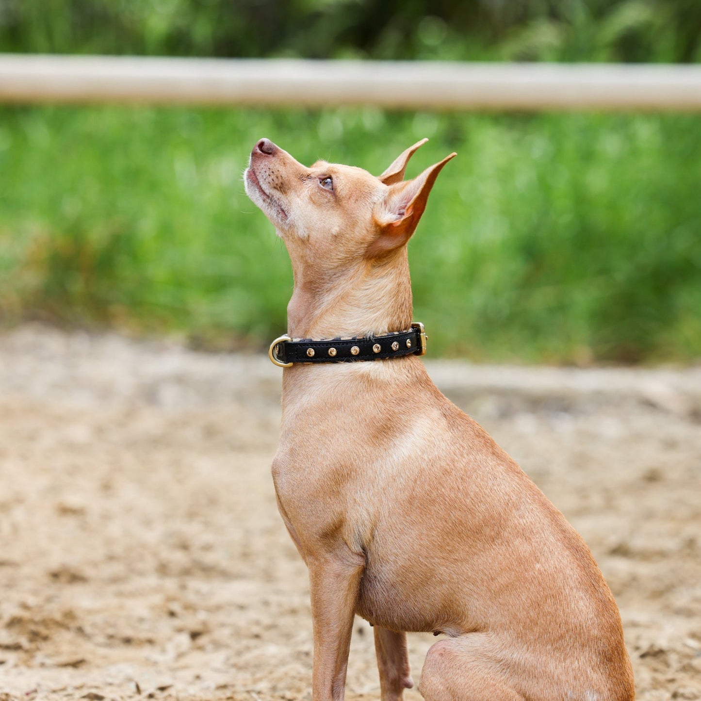 Halter Ego® Black Leather Safari Dog Collar - Tampa Home & Garden Store
