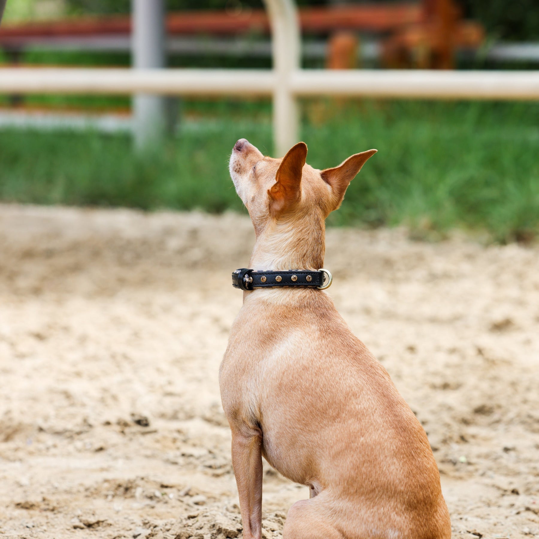 Halter Ego® Black Leather Safari Dog Collar - Tampa Home & Garden Store