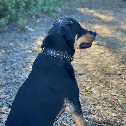 Halter Ego® Black Leather Safari Dog Collar - Tampa Home & Garden Store