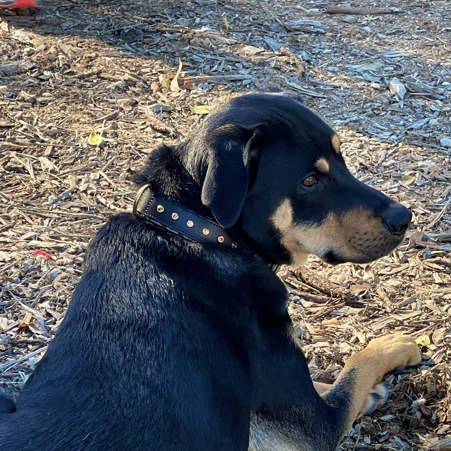Halter Ego® Black Leather Safari Dog Collar - Tampa Home & Garden Store