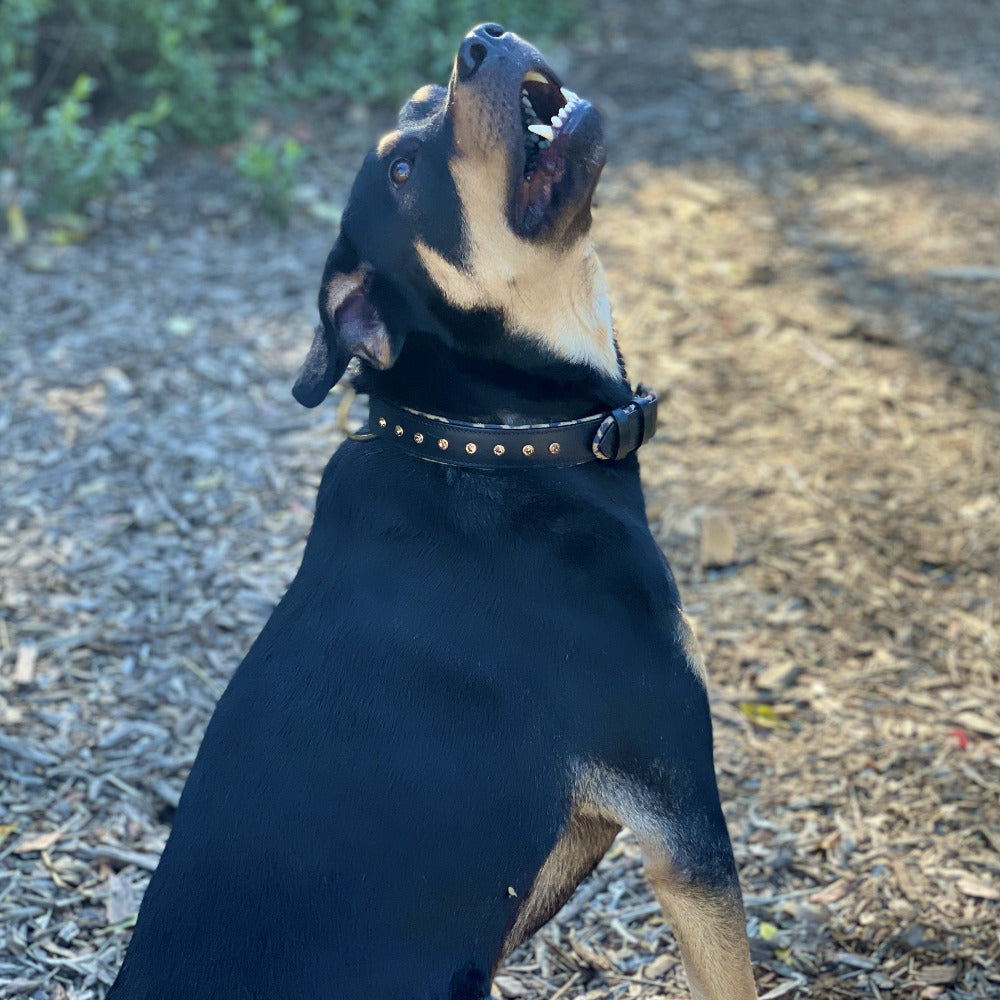 Halter Ego® Black Leather Safari Dog Collar - Tampa Home & Garden Store