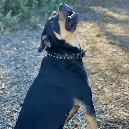 Halter Ego® Black Leather Safari Dog Collar - Tampa Home & Garden Store