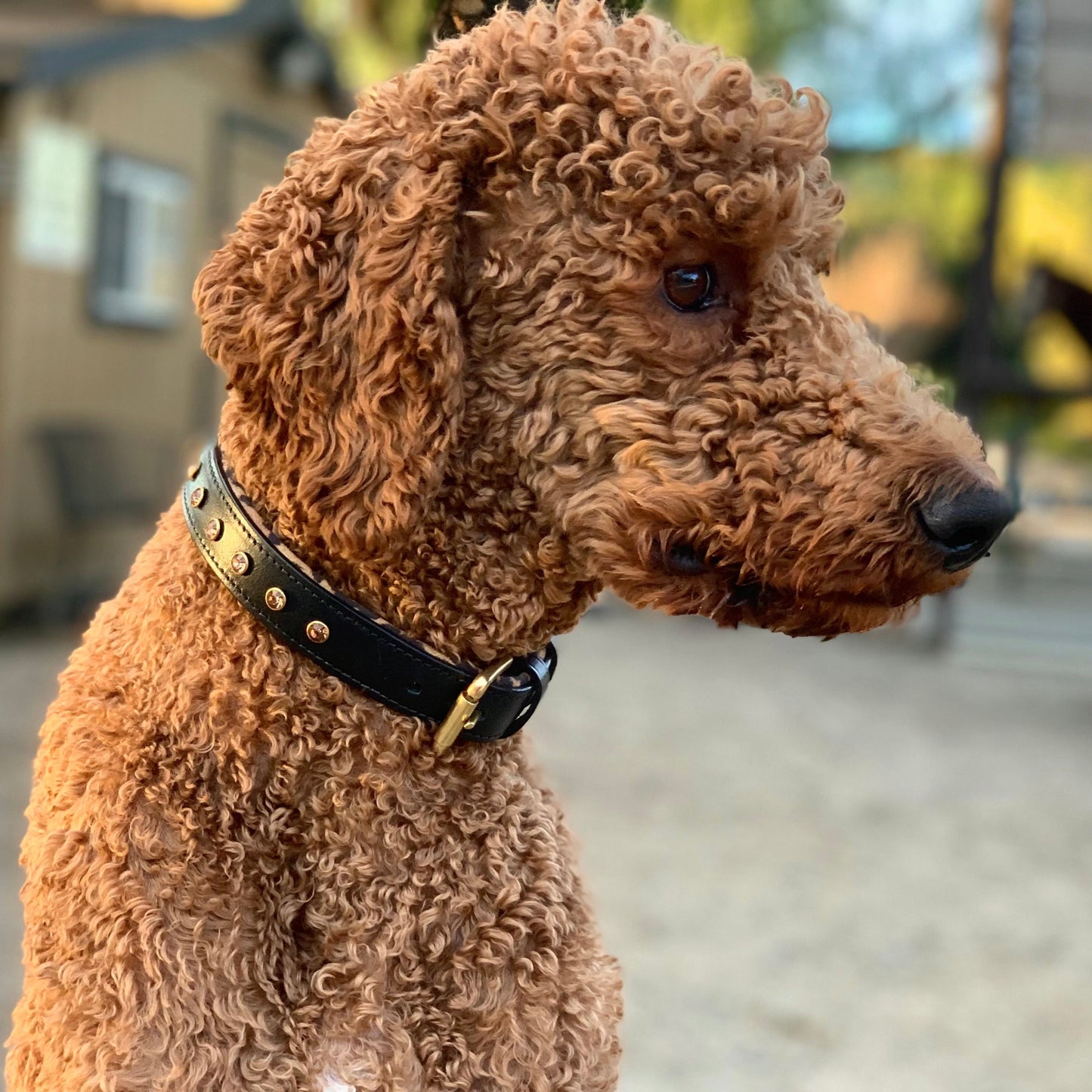 Halter Ego® Black Leather Safari Dog Collar - Tampa Home & Garden Store