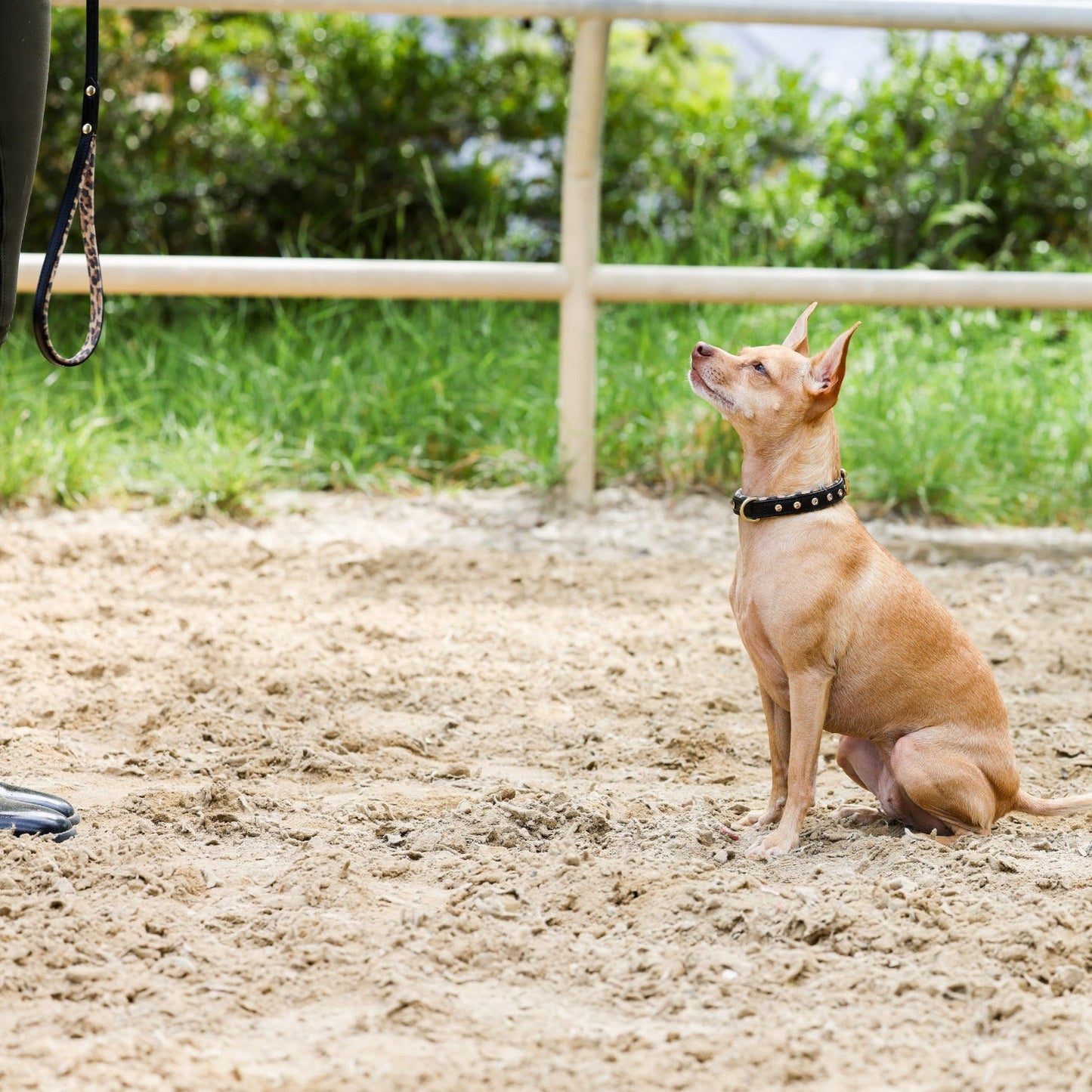 Halter Ego® Black Leather Safari Dog Leash - Tampa Home & Garden Store
