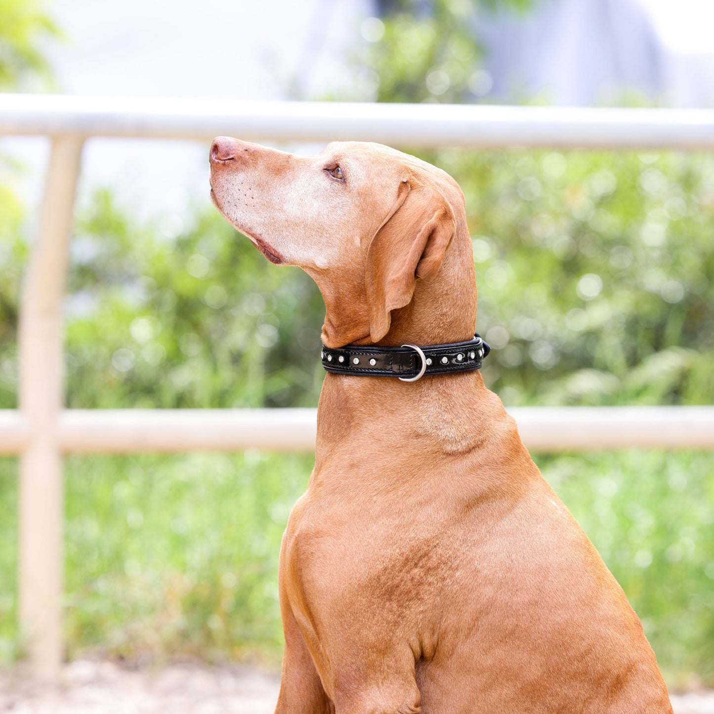 Halter Ego® Black Patent Celebrity Dog Collar - Tampa Home & Garden Store