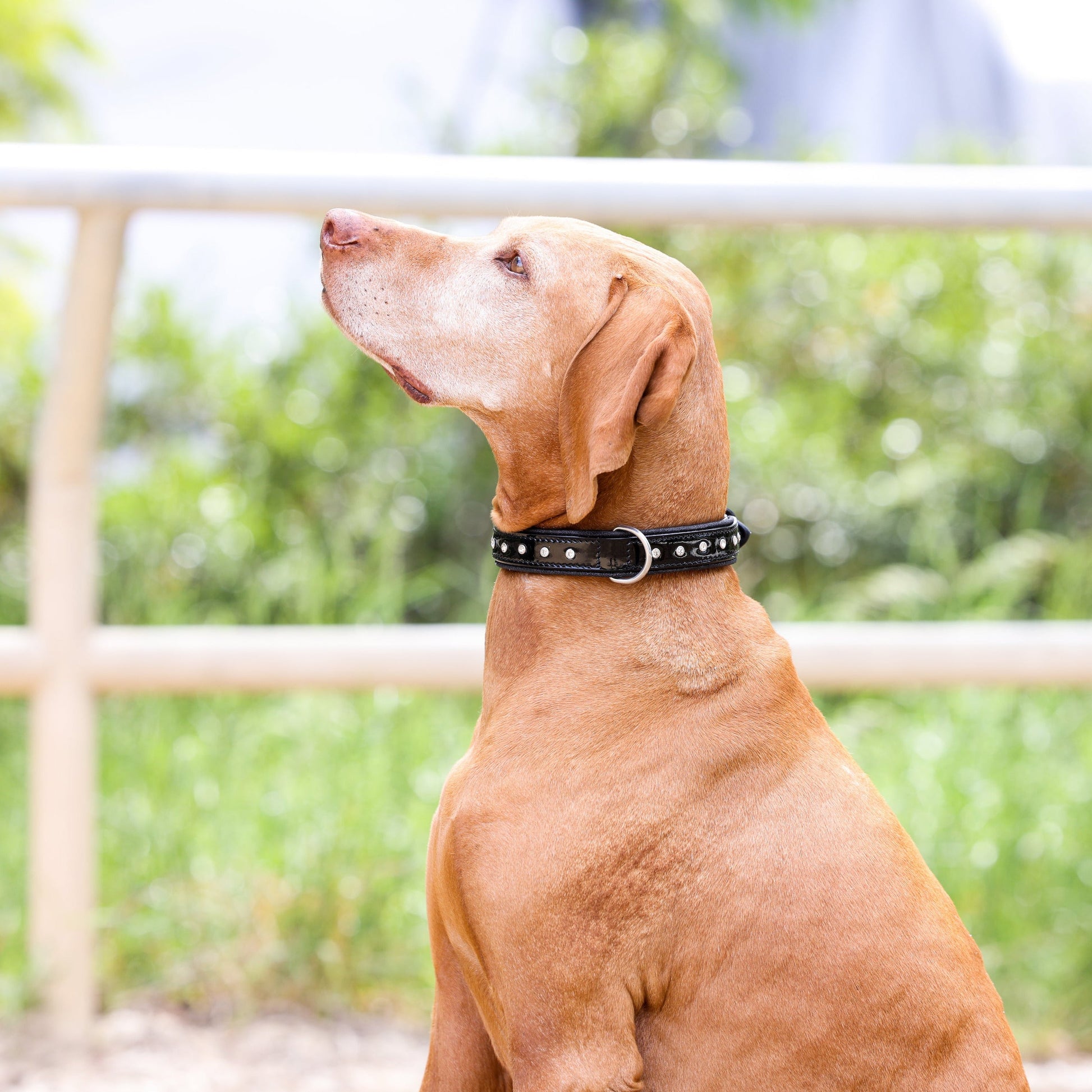 Halter Ego® Black Patent Celebrity Dog Collar - Tampa Home & Garden Store