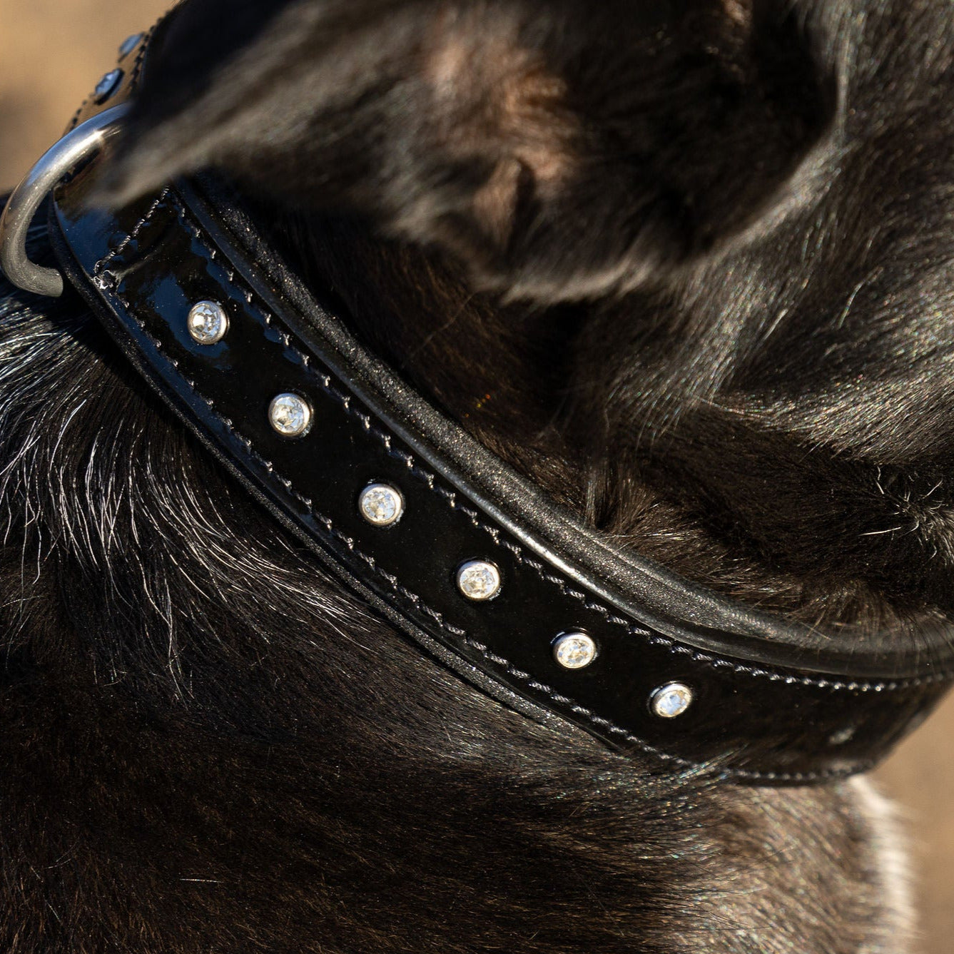 Halter Ego® Black Patent Celebrity Dog Collar - Tampa Home & Garden Store