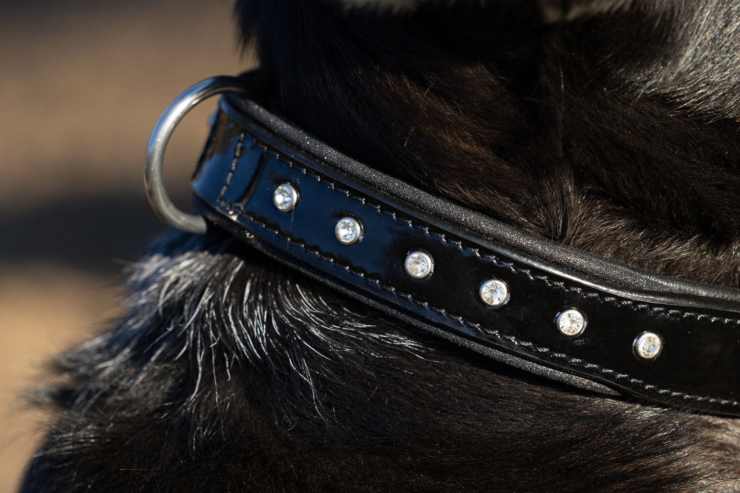 Halter Ego® Black Patent Celebrity Dog Collar - Tampa Home & Garden Store