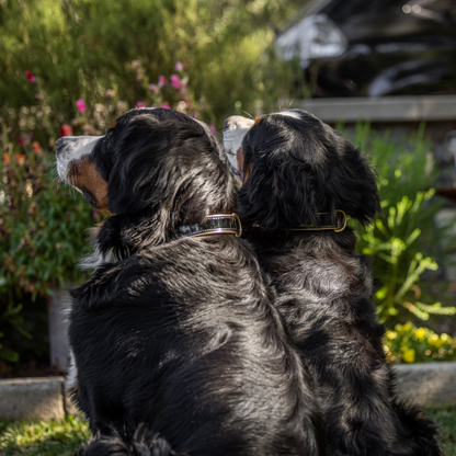 Halter Ego® Black Patent Thea Dog Collar - Tampa Home & Garden Store