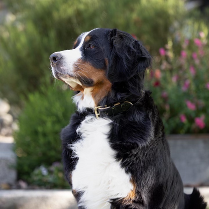 Halter Ego® Black Patent Thea Dog Collar - Tampa Home & Garden Store