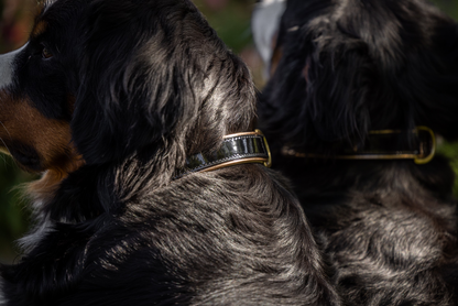Halter Ego® Black Patent Thea Dog Collar - Tampa Home & Garden Store