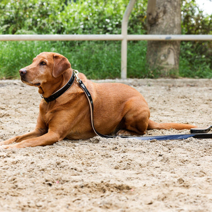 Halter Ego® Black Patent Thea Dog Leash - Tampa Home & Garden Store