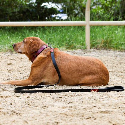 Halter Ego® Breanna Dog Leash - Tampa Home & Garden Store